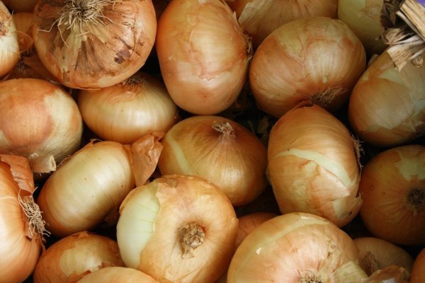 Kraken onion link
