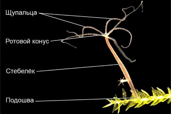 Оригинальная ссылка на магазин кракен