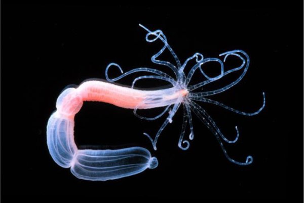 Kraken зеркала маркетплейс