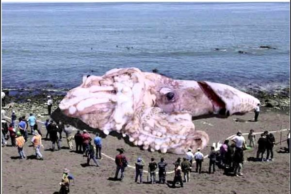 Kraken17 at сайт
